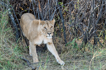 In the heart of Khwai, Botswana, a lion cub plays gently with its mother in 2025 – a touching moment of affection, playfulness, and the wild bonds of Africa - Animal of africa