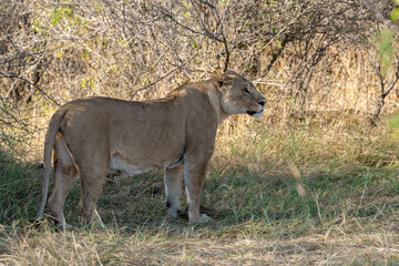 In the heart of Khwai, Botswana, a lion cub plays gently with its mother in 2025 – a touching moment of affection, playfulness, and the wild bonds of Africa - Animal of africa