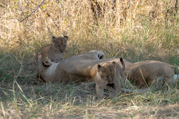 In the heart of Khwai, Botswana, a lion cub plays gently with its mother in 2025 – a touching moment of affection, playfulness, and the wild bonds of Africa - Animal of africa