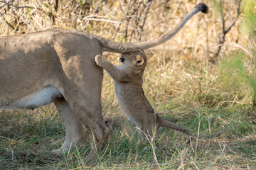 In the heart of Khwai, Botswana, a lion cub plays gently with its mother in 2025 – a touching moment of affection, playfulness, and the wild bonds of Africa - Animal of africa