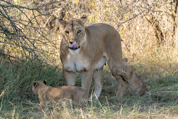 In the heart of Khwai, Botswana, a lion cub plays gently with its mother in 2025 – a touching moment of affection, playfulness, and the wild bonds of Africa - Animal of africa