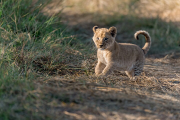 In the heart of Khwai, Botswana, a lion cub plays gently with its mother in 2025 – a touching moment of affection, playfulness, and the wild bonds of Africa - Animal of africa