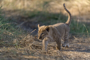 In the heart of Khwai, Botswana, a lion cub plays gently with its mother in 2025 – a touching moment of affection, playfulness, and the wild bonds of Africa - Animal of africa