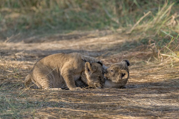 In the heart of Khwai, Botswana, a lion cub plays gently with its mother in 2025 – a touching moment of affection, playfulness, and the wild bonds of Africa - Animal of africa