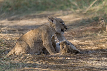 In the heart of Khwai, Botswana, a lion cub plays gently with its mother in 2025 – a touching moment of affection, playfulness, and the wild bonds of Africa - Animal of africa