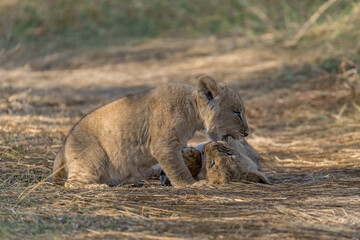 In the heart of Khwai, Botswana, a lion cub plays gently with its mother in 2025 – a touching moment of affection, playfulness, and the wild bonds of Africa - Animal of africa