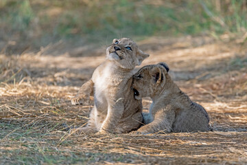 In the heart of Khwai, Botswana, a lion cub plays gently with its mother in 2025 – a touching moment of affection, playfulness, and the wild bonds of Africa - Animal of africa