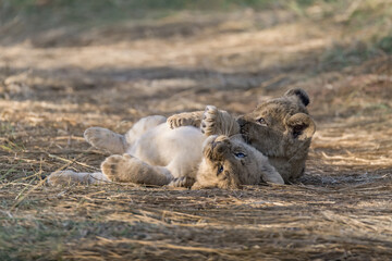 Fototapeta premium In the heart of Khwai, Botswana, a lion cub plays gently with its mother in 2025 – a touching moment of affection, playfulness, and the wild bonds of Africa - Animal of africa