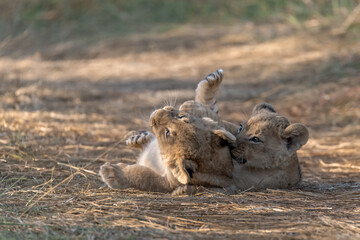 In the heart of Khwai, Botswana, a lion cub plays gently with its mother in 2025 – a touching moment of affection, playfulness, and the wild bonds of Africa - Animal of africa
