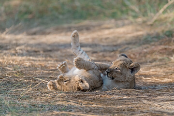 In the heart of Khwai, Botswana, a lion cub plays gently with its mother in 2025 – a touching moment of affection, playfulness, and the wild bonds of Africa - Animal of africa