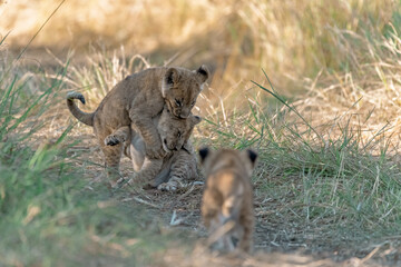 In the heart of Khwai, Botswana, a lion cub plays gently with its mother in 2025 – a touching moment of affection, playfulness, and the wild bonds of Africa - Animal of africa