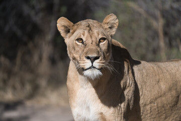 In the heart of Khwai, Botswana, a lion cub plays gently with its mother in 2025 – a touching moment of affection, playfulness, and the wild bonds of Africa - Animal of africa