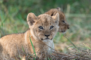 In the heart of Khwai, Botswana, a lion cub plays gently with its mother in 2025 – a touching moment of affection, playfulness, and the wild bonds of Africa - Animal of africa