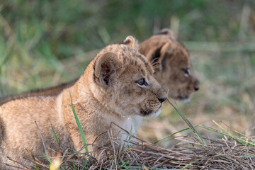 In the heart of Khwai, Botswana, a lion cub plays gently with its mother in 2025 – a touching moment of affection, playfulness, and the wild bonds of Africa - Animal of africa
