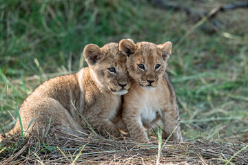 In the heart of Khwai, Botswana, a lion cub plays gently with its mother in 2025 – a touching moment of affection, playfulness, and the wild bonds of Africa - Animal of africa