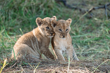 In the heart of Khwai, Botswana, a lion cub plays gently with its mother in 2025 – a touching moment of affection, playfulness, and the wild bonds of Africa - Animal of africa