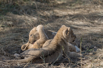 In the heart of Khwai, Botswana, a lion cub plays gently with its mother in 2025 – a touching moment of affection, playfulness, and the wild bonds of Africa - Animal of africa