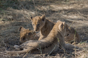 In the heart of Khwai, Botswana, a lion cub plays gently with its mother in 2025 – a touching moment of affection, playfulness, and the wild bonds of Africa - Animal of africa