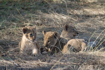 In the heart of Khwai, Botswana, a lion cub plays gently with its mother in 2025 – a touching moment of affection, playfulness, and the wild bonds of Africa - Animal of africa