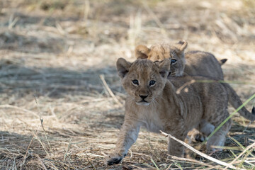 In the heart of Khwai, Botswana, a lion cub plays gently with its mother in 2025 – a touching moment of affection, playfulness, and the wild bonds of Africa - Animal of africa