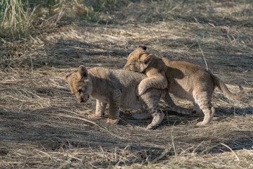 In the heart of Khwai, Botswana, a lion cub plays gently with its mother in 2025 – a touching moment of affection, playfulness, and the wild bonds of Africa - Animal of africa