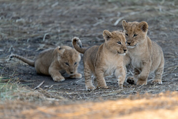 In the heart of Khwai, Botswana, a lion cub plays gently with its mother in 2025 – a touching moment of affection, playfulness, and the wild bonds of Africa - Animal of africa