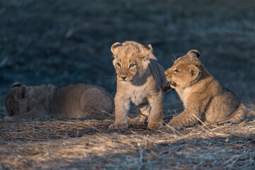 In the heart of Khwai, Botswana, a lion cub plays gently with its mother in 2025 – a touching moment of affection, playfulness, and the wild bonds of Africa - Animal of africa