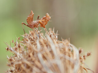Orange Camouflaged European Dwarf Mantis. Ameles spallanzania.
