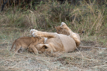 In the heart of Khwai, Botswana, a lion cub plays gently with its mother in 2025 – a touching moment of affection, playfulness, and the wild bonds of Africa - Animal of africa