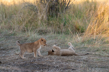 In the heart of Khwai, Botswana, a lion cub plays gently with its mother in 2025 – a touching moment of affection, playfulness, and the wild bonds of Africa - Animal of africa