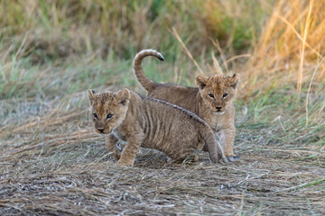 In the heart of Khwai, Botswana, a lion cub plays gently with its mother in 2025 – a touching moment of affection, playfulness, and the wild bonds of Africa - Animal of africa