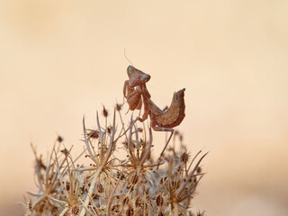 Orange Camouflaged European Dwarf Mantis. Ameles spallanzania.