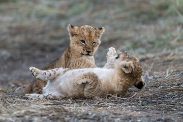 In the heart of Khwai, Botswana, a lion cub plays gently with its mother in 2025 – a touching moment of affection, playfulness, and the wild bonds of Africa - Animal of africa