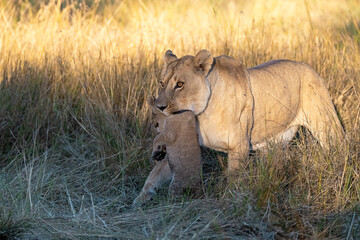 In the heart of Khwai, Botswana, a lion cub plays gently with its mother in 2025 – a touching moment of affection, playfulness, and the wild bonds of Africa - Animal of africa