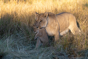 In the heart of Khwai, Botswana, a lion cub plays gently with its mother in 2025 – a touching moment of affection, playfulness, and the wild bonds of Africa - Animal of africa