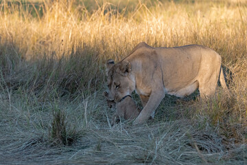 In the heart of Khwai, Botswana, a lion cub plays gently with its mother in 2025 – a touching moment of affection, playfulness, and the wild bonds of Africa - Animal of africa