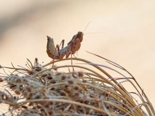 Orange Camouflaged European Dwarf Mantis. Ameles spallanzania.