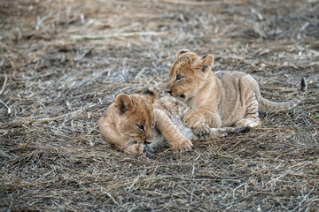 In the heart of Khwai, Botswana, a lion cub plays gently with its mother in 2025 – a touching moment of affection, playfulness, and the wild bonds of Africa - Animal of africa