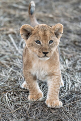 In the heart of Khwai, Botswana, a lion cub plays gently with its mother in 2025 – a touching moment of affection, playfulness, and the wild bonds of Africa - Animal of africa
