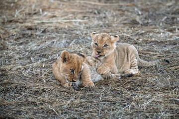 In the heart of Khwai, Botswana, a lion cub plays gently with its mother in 2025 – a touching moment of affection, playfulness, and the wild bonds of Africa - Animal of africa