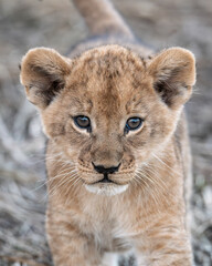 In the heart of Khwai, Botswana, a lion cub plays gently with its mother in 2025 – a touching moment of affection, playfulness, and the wild bonds of Africa - Animal of africa