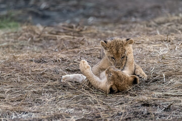 In the heart of Khwai, Botswana, a lion cub plays gently with its mother in 2025 – a touching moment of affection, playfulness, and the wild bonds of Africa - Animal of africa