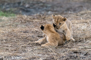 In the heart of Khwai, Botswana, a lion cub plays gently with its mother in 2025 – a touching moment of affection, playfulness, and the wild bonds of Africa - Animal of africa