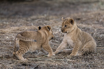 In the heart of Khwai, Botswana, a lion cub plays gently with its mother in 2025 – a touching moment of affection, playfulness, and the wild bonds of Africa - Animal of africa