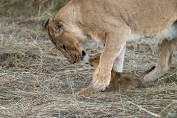 In the heart of Khwai, Botswana, a lion cub plays gently with its mother in 2025 – a touching moment of affection, playfulness, and the wild bonds of Africa - Animal of africa