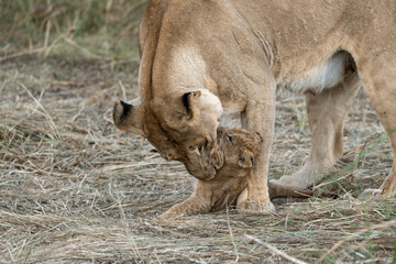 In the heart of Khwai, Botswana, a lion cub plays gently with its mother in 2025 – a touching moment of affection, playfulness, and the wild bonds of Africa - Animal of africa