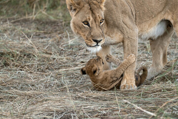 In the heart of Khwai, Botswana, a lion cub plays gently with its mother in 2025 – a touching moment of affection, playfulness, and the wild bonds of Africa - Animal of africa
