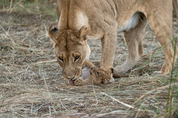 In the heart of Khwai, Botswana, a lion cub plays gently with its mother in 2025 – a touching moment of affection, playfulness, and the wild bonds of Africa - Animal of africa