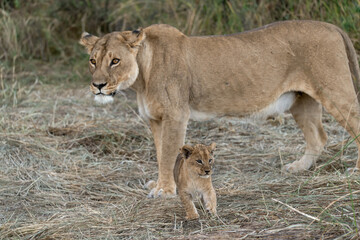In the heart of Khwai, Botswana, a lion cub plays gently with its mother in 2025 – a touching moment of affection, playfulness, and the wild bonds of Africa - Animal of africa