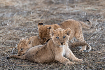 In the heart of Khwai, Botswana, a lion cub plays gently with its mother in 2025 – a touching moment of affection, playfulness, and the wild bonds of Africa - Animal of africa